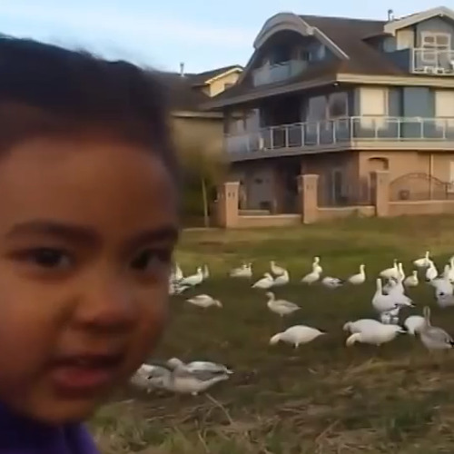 Look at those chickens